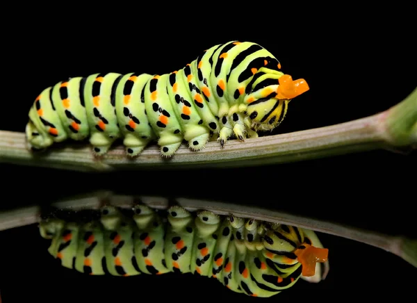 Caterpillar papillon mahaon gros plan sur un fond noir — Photo