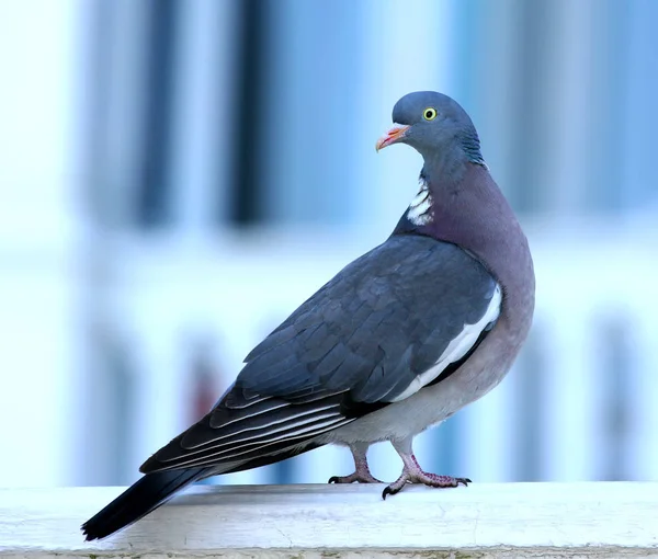 Nahaufnahme Porträt der Gemeinen Waldtaube (Columba palumbus)) — Stockfoto