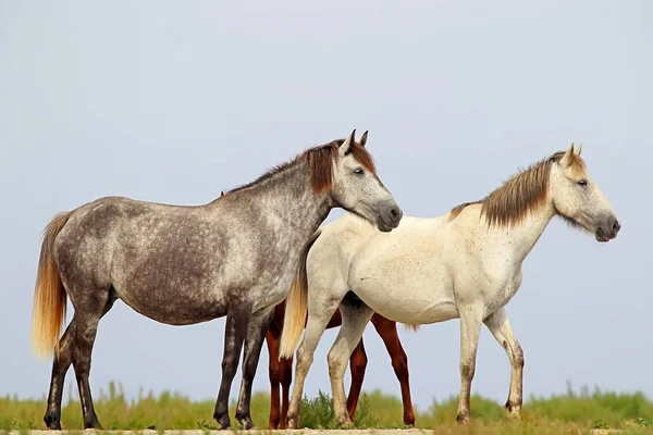 Familj av vilda hästar med föl på Svarta havets kust i Donaudeltat — Stockfoto