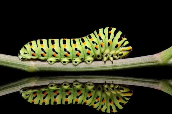 Caterpillar papillon mahaon gros plan sur un fond noir avec un reflet — Photo