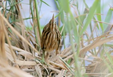 Komik pozisyonda genç bir küçük Balaban