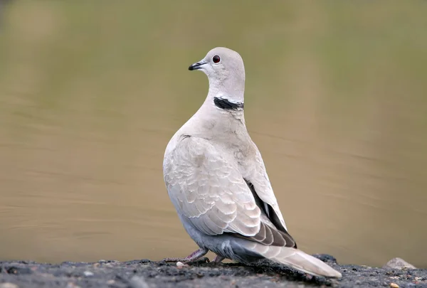 Portret van de Gekraagde duif in de buurt van een water close-up — Stockfoto