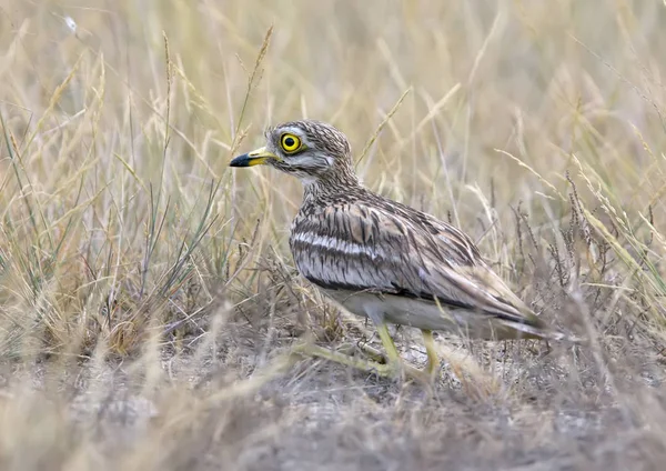 Rückansicht eines Brachvogels, der auf dem Boden mit Gras sitzt — Stockfoto