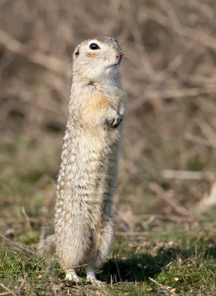 Ground ekorren står på marken i rolig pose. — Stockfoto