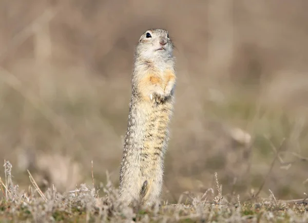 ground squirrel stands on the ground in funny pose.