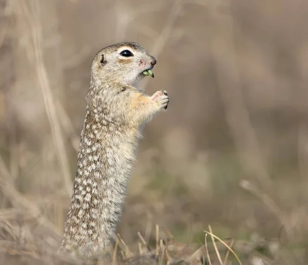 The speckled ground squirrel or spotted souslik (Spermophilus suslicus) on the ground eating a grass. — Stock Photo, Image
