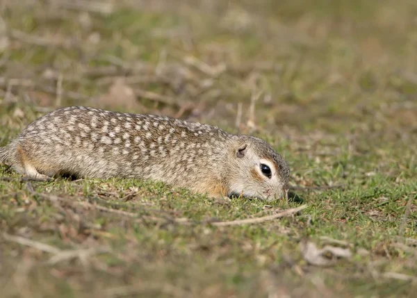 The speckled ground squirrel or spotted souslik (Spermophilus suslicus) on the ground.