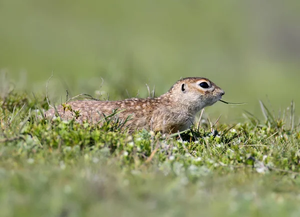 Η speckled εδάφους σκίουρος ή spotted souslik (Spermophilus suslicus) στο έδαφος. — Φωτογραφία Αρχείου