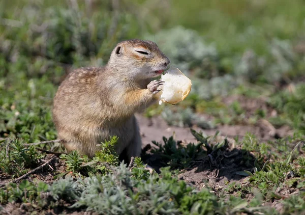The speckled ground squirrel or spotted souslik (Spermophilus suslicus) on the ground eating a bread.