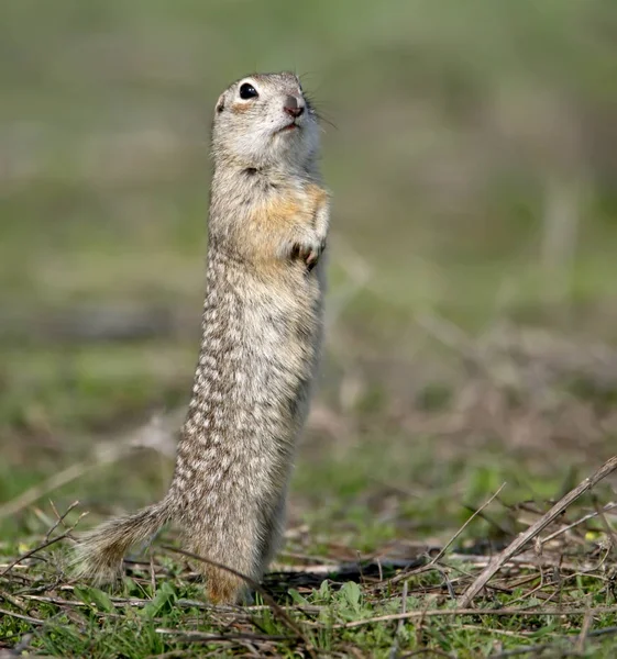 ground squirrel stands on the ground in funny pose.