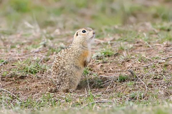 The speckled ground squirrel or spotted souslik (Spermophilus suslicus) on the ground.