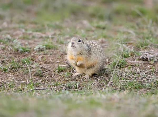 The speckled ground squirrel or spotted souslik (Spermophilus suslicus) on the ground. — Stock Photo, Image