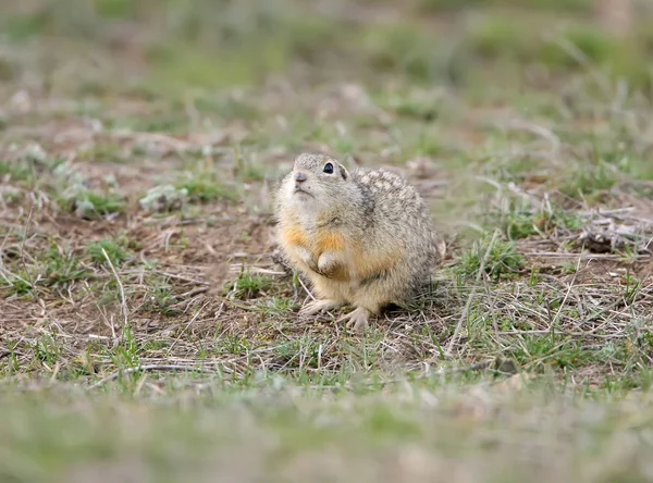 Η speckled εδάφους σκίουρος ή spotted souslik (Spermophilus suslicus) στο έδαφος. — Φωτογραφία Αρχείου