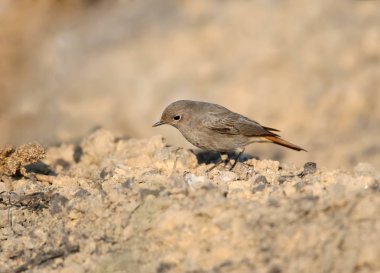 Kızılkuyruk erkek üzerinde bulanık dackground izole yere oturur