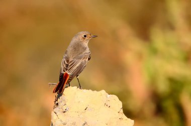 Kızılkuyruk erkek üzerinde bulanık dackground izole yere oturur
