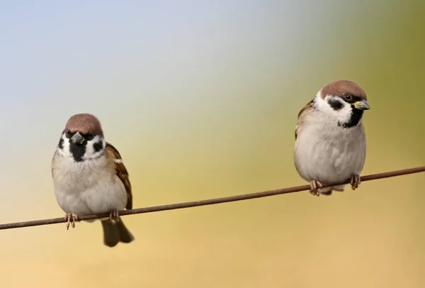 Δύο tree sparrow κάθεται για το σύρμα που απομονώνονται σε δίχρωμο θολή φόντο — Φωτογραφία Αρχείου