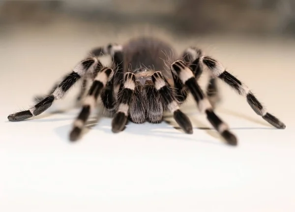 Vista de cerca de la gran araña Tarántulas —  Fotos de Stock