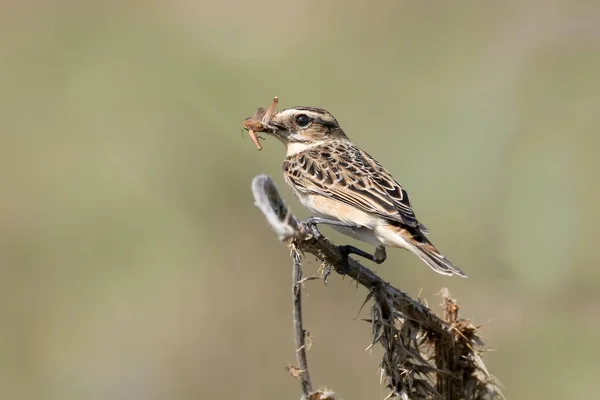 Nahaufnahme eines Brachvogelweibchens (Saxicola rubetra) mit einem Grashoper im Schnabel. isoliert auf verschwommenem Hintergrund — Stockfoto