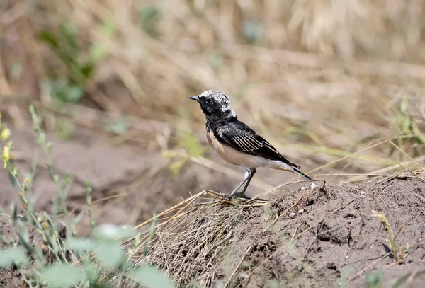 Adult  pied wheatear sits on the ground (Oenanthe pleschanka) in natural habitat — Stock Photo, Image