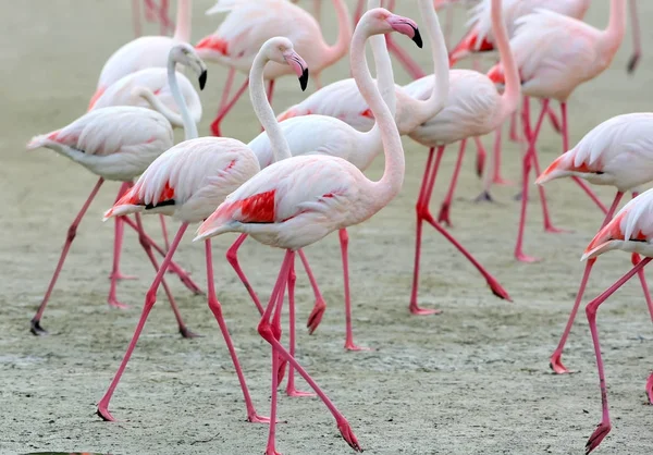 Eine Gruppe rosa Flamingos aus nächster Nähe — Stockfoto