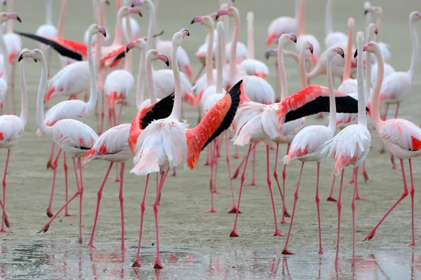 Eine große Schar rosafarbener Flamingos, die sich am Ufer ernährt — Stockfoto