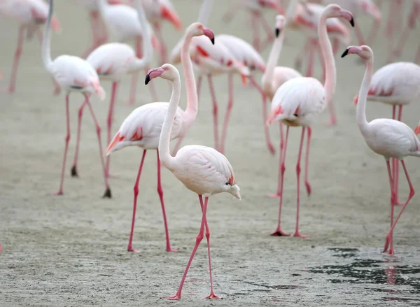 Eine große Schar rosafarbener Flamingos, die sich am Ufer ernährt — Stockfoto