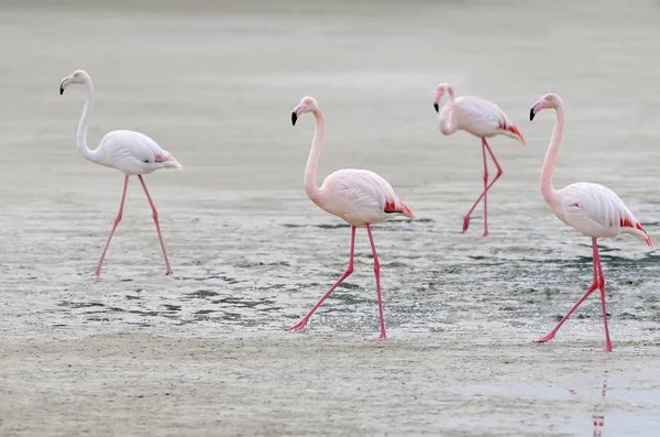 Vier rosa Flamingos auf dem Sand — Stockfoto