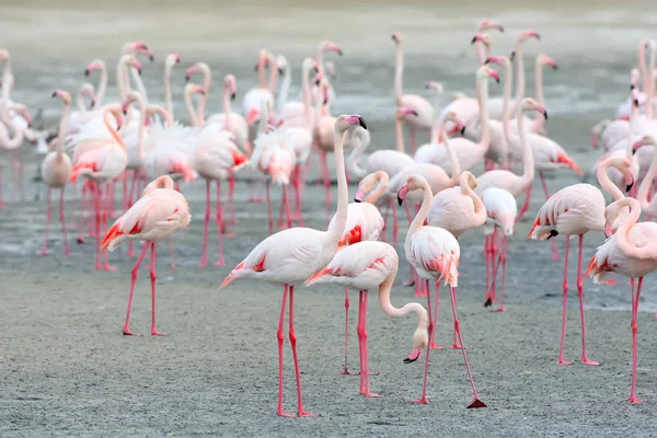 En stor flock av rosa flamingo utfodring på stranden — Stockfoto