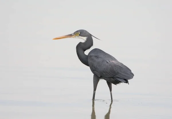 Close-up van zwarte morphe van westerse reef reiger staat op het water — Stockfoto