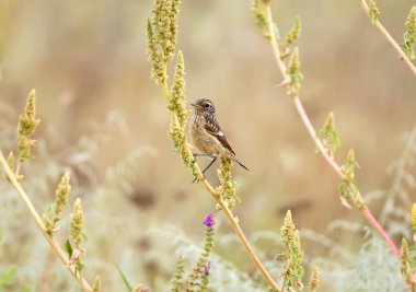 Doğal yaşam alanı içinde genç stonechat