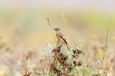 Doğal yaşam alanı içinde genç stonechat