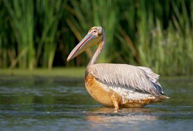 Kirli beyaz Pelikan portresi kapatın.