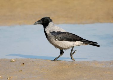 Gri karga Sahilde yürüyüş