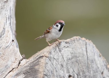 Avrasya ağaç serçesi (Passer montanus) büyük oturum açma oturur
