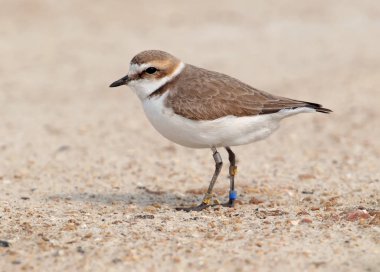 Yüzük ile Akça cılıbıt yerde duruyor