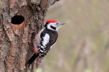 Benekli ağaçkakan yuvaya orta