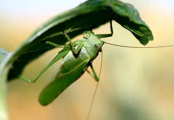 Large grasshopper on a beige blue background — Stock Photo, Image