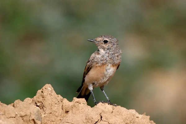 Jonge tapuit of Tapuit (Oenanthe oenanthe) portret — Stockfoto