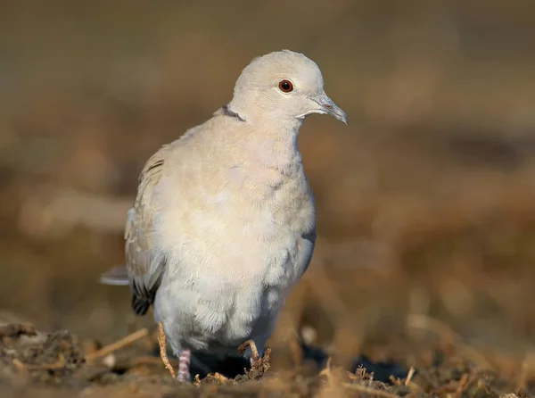 Den eurasiska collared duva (Streptopelia decaocto) nära upp porträtt på colorfull suddig bakgrund — Stockfoto