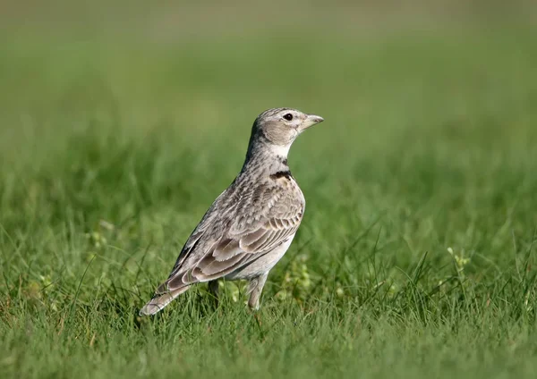 The calandra lark (Melanocorypha calandra) or European calandra-lark — Stock Photo, Image