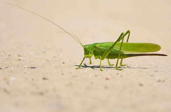 Um grande grasshopers na areia close-up vista . — Fotografia de Stock
