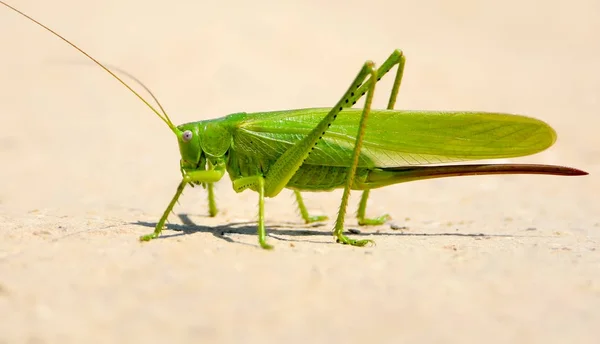 Egy nagy grasshopers a homokban zár-megjelöl kilátás. — Stock Fotó