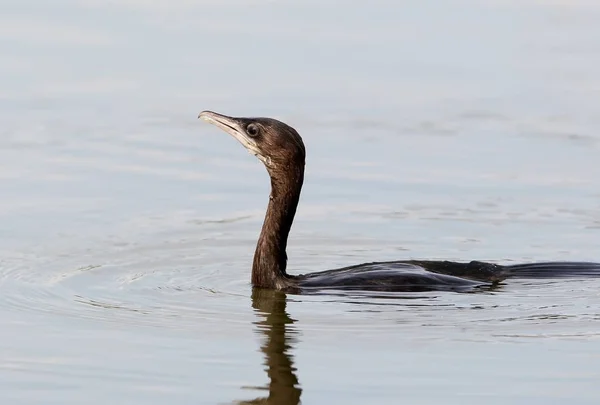 Um pouco de corvo-marinho na água vista de perto — Fotografia de Stock