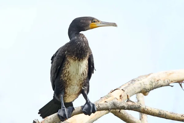 Muito de perto retrato de corvo-marinho comum na árvore — Fotografia de Stock