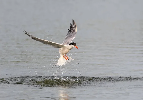 Die Seeschwalbe kam aus dem Wasser — Stockfoto