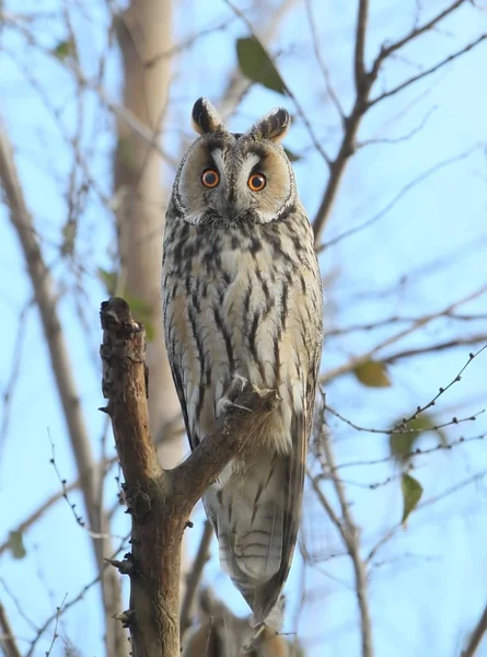 Ritratto a grandezza naturale di gufo dalle orecchie lunghe sull'albero — Foto Stock