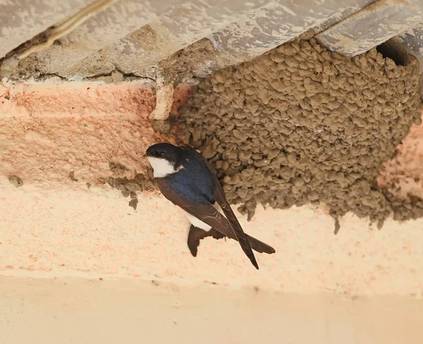 Yuva yakınındaki ortak ev martin (Delichon urbicum)