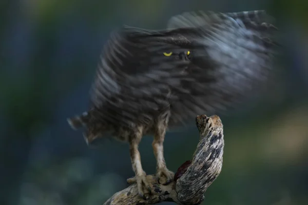 Dark portrait of little owl with open wings. — Stock Photo, Image