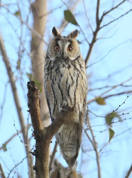 Full size portrait of long eared owl on the tree Stock Image