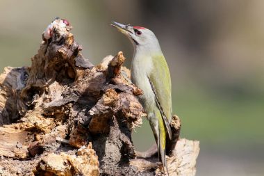 İlave yakından sıradışı Besleyici üzerinde gri ağaçkakan portresi.
